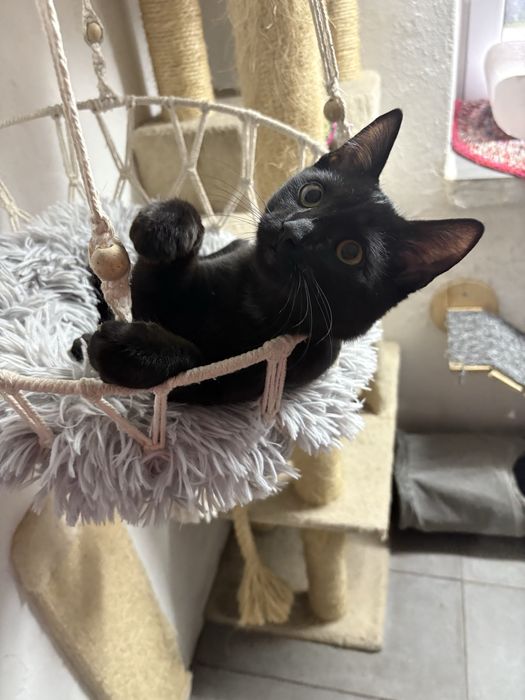 Piękny czarnulek do oddania za darmo