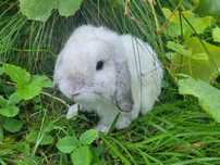 Królik mini lop/ karzełek/baranek miniaturka/ samiec.