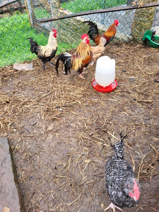 Aves de Rasa Pura Galinhas, Galos, Perus, Patos, Garnisés