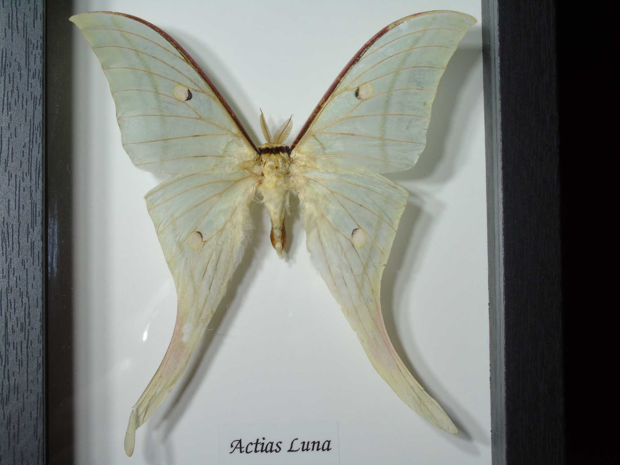 Motyl w ramce / gablotce 17 x 22 cm . Actias luna 125 mm .