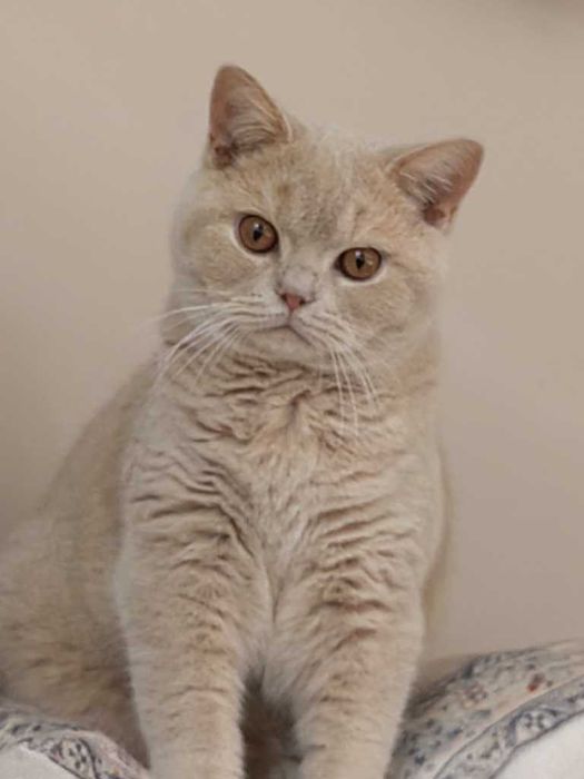 Kocurek brytyjski kremowy