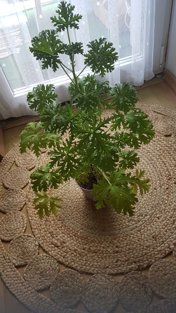 Sprzedam kwiatka geranium