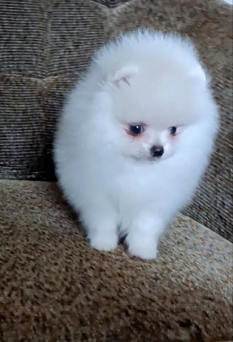 Маленький міні помчик