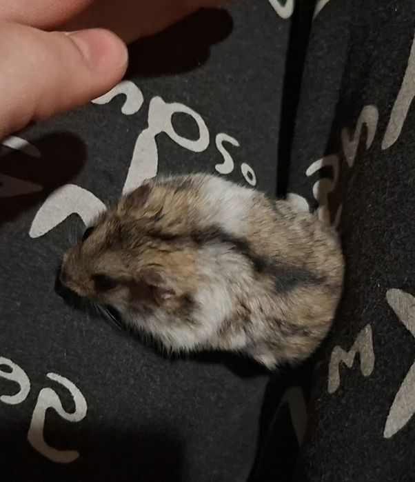 Хомячки джунгарики