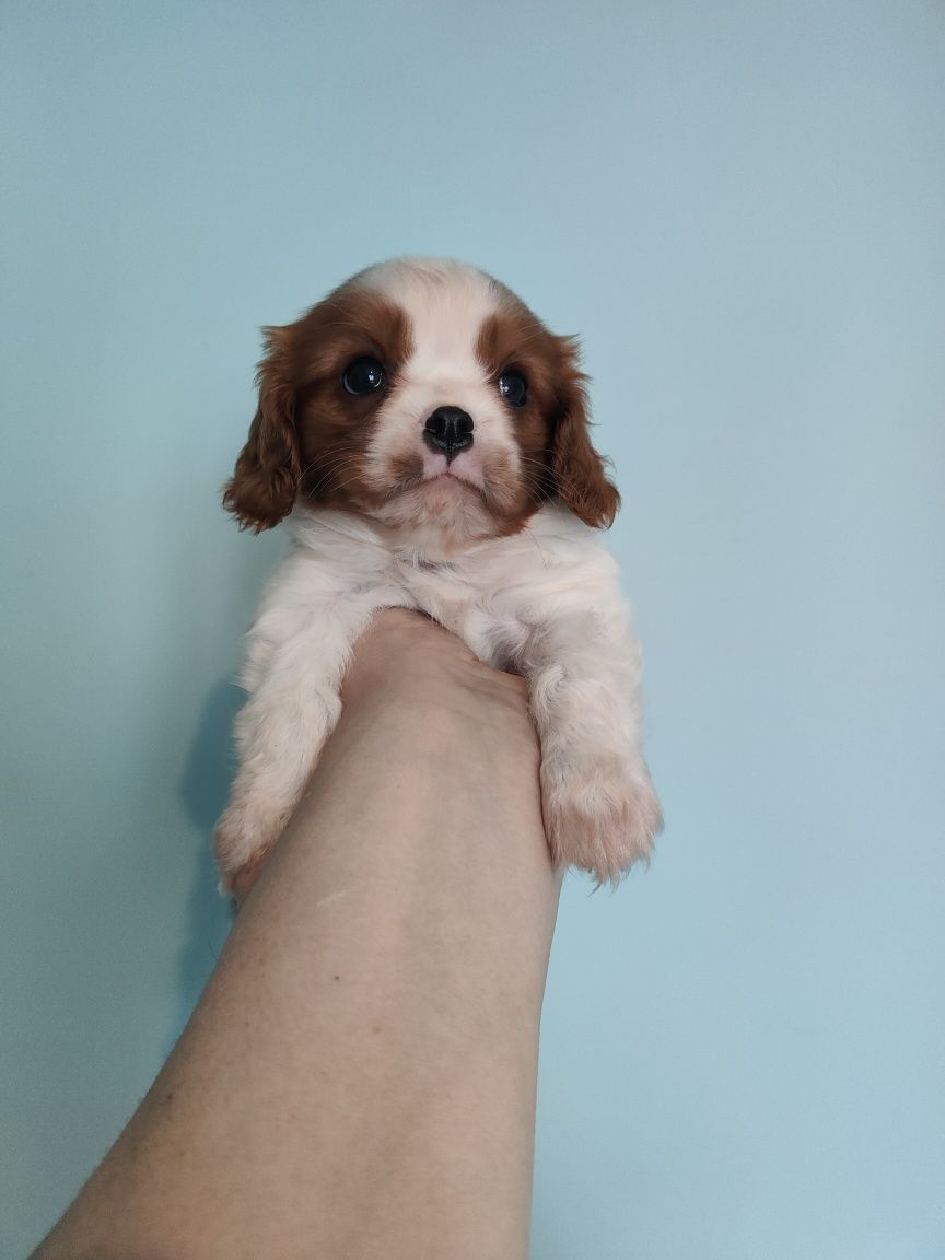 Cavalier King Charles Spaniel