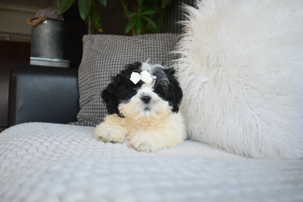 Shihtzu excelente qualidade