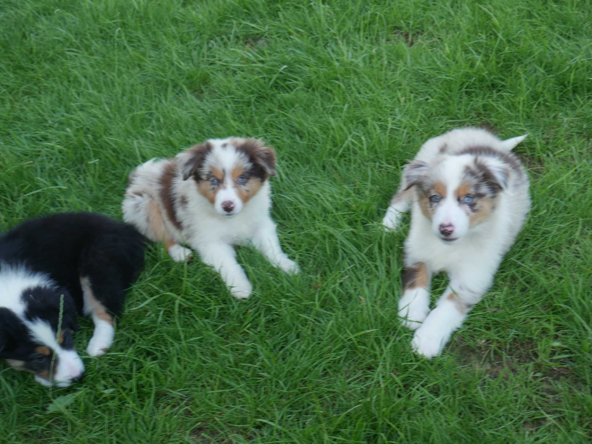 Border collie - Red Merle Tri Color