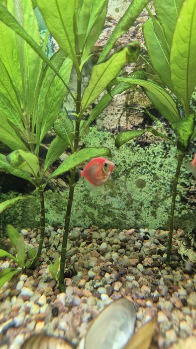 Rybka Tetra 4 kolory