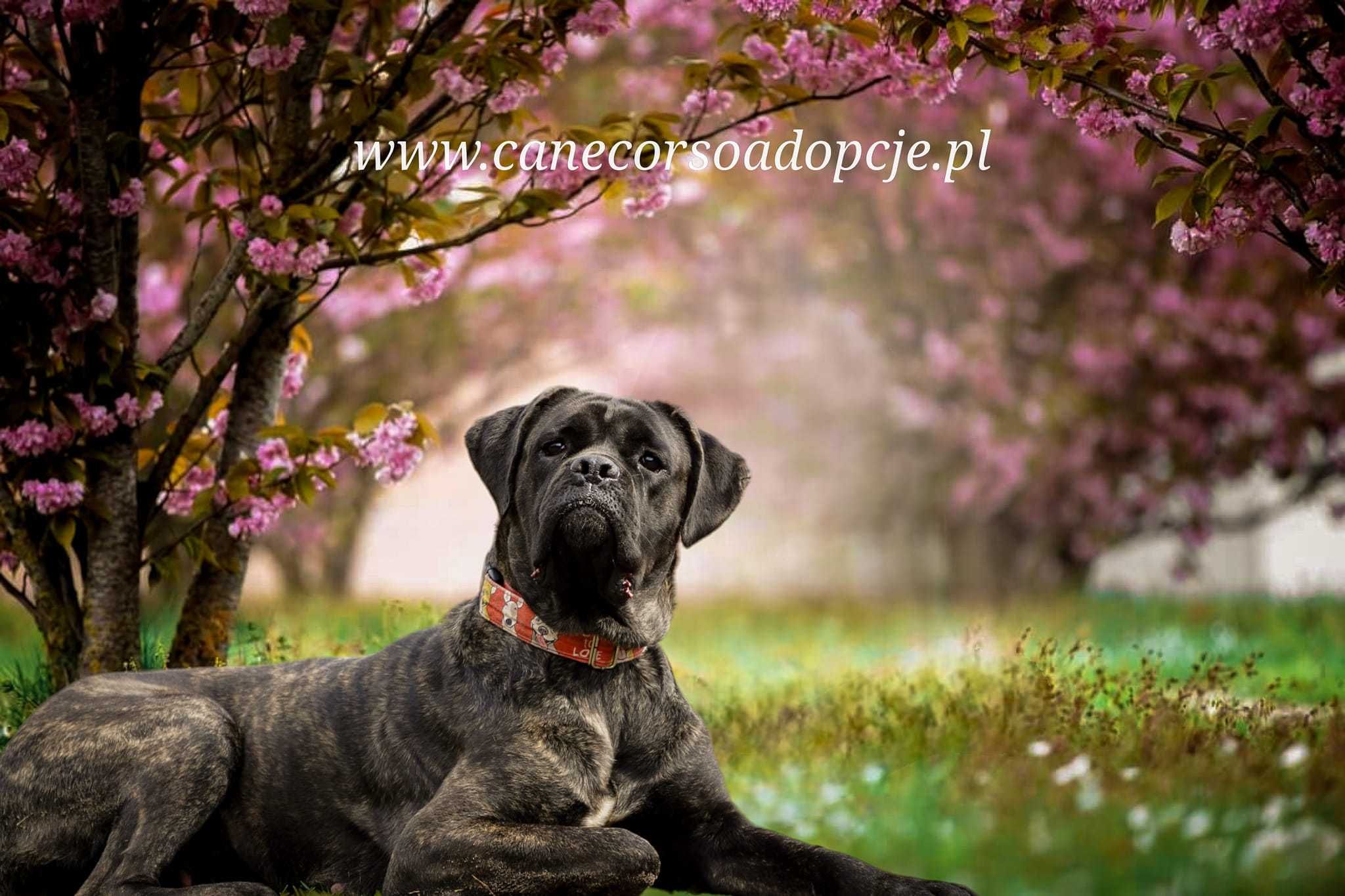 Gojunia w typie cane corso do adopcji.