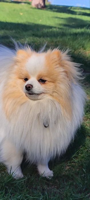 Померанський шпіц для в'язки