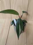 Philodendron Red Anderson