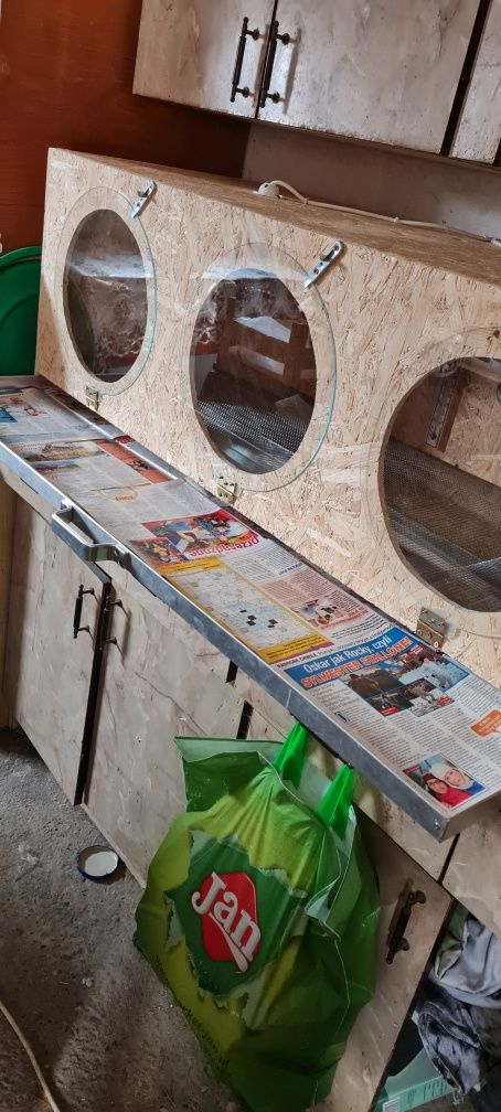 Odchowalnik klujnik inkubator dla piskląt