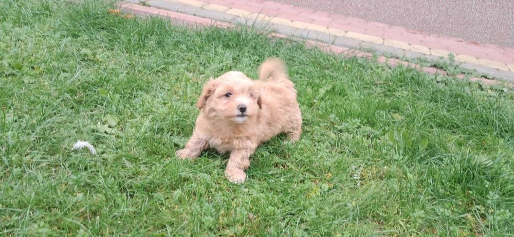 Piękna Suczka Maltipoo