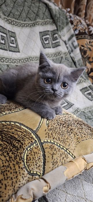 Шотландська прямовуха пухнаста красуня