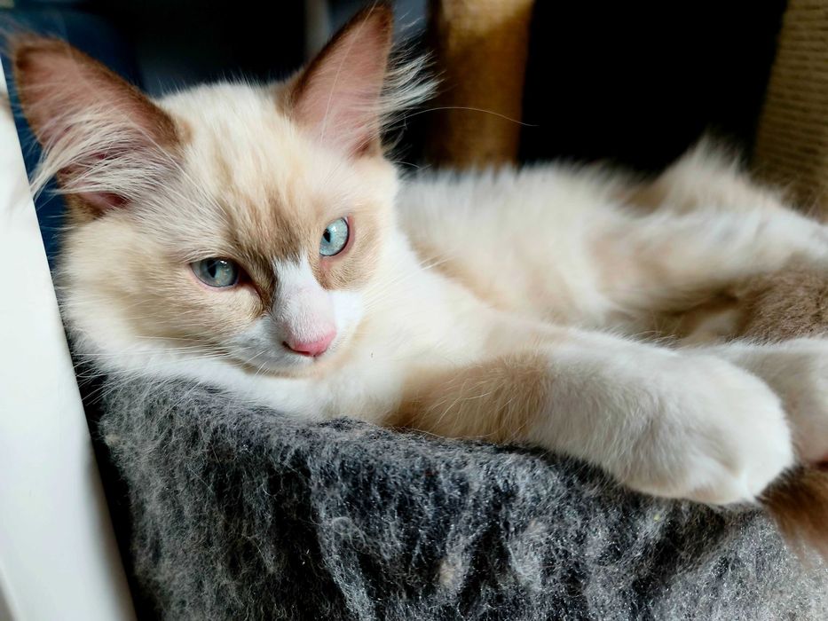 Unikalny Ragdoll mink / Cherubim czekoladowy bicolor