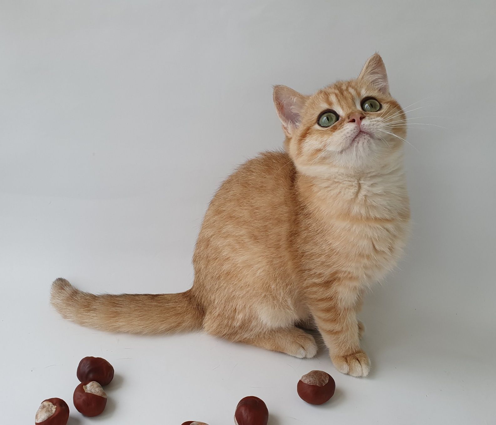 КОТИК RICHI настоящий британец, тикированный золотая шиншилла. Котята