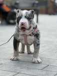 American Bully з імпортними кровними лініями — доступні до резерву