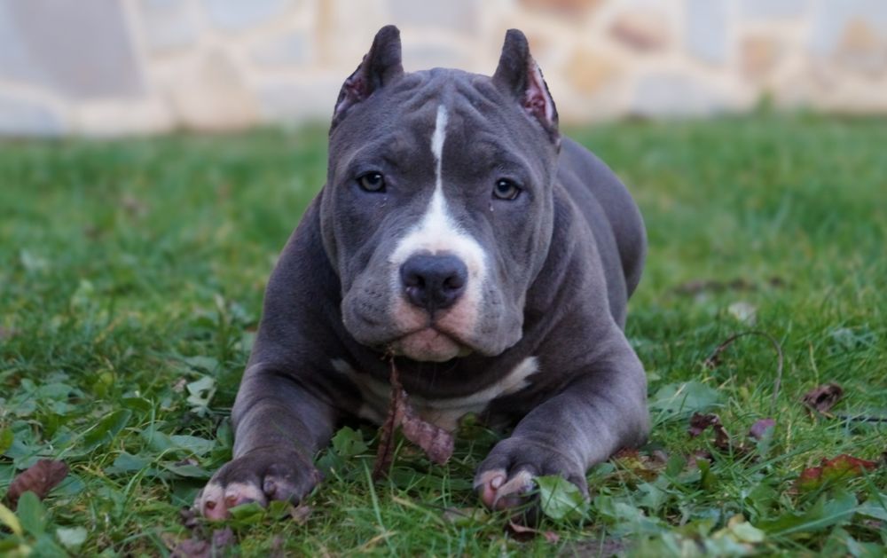 American Bully Pocket suczka