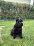 Śliczna suczka SHAR PEI ! Hodowla Fałdowce FCI