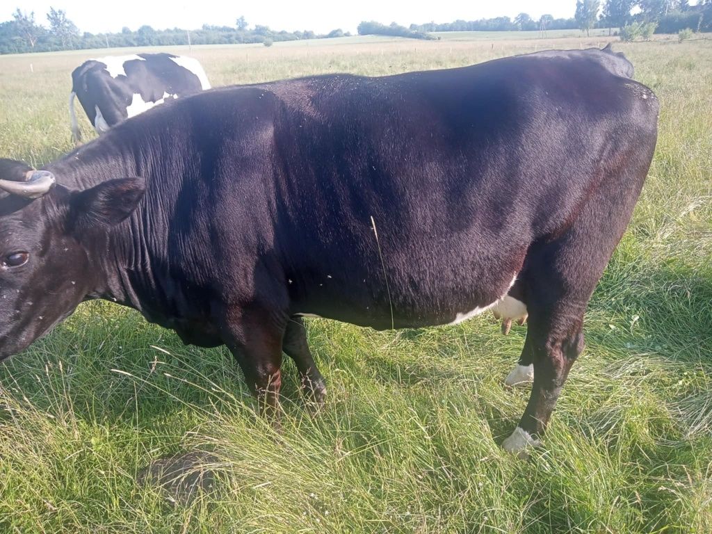 Krowa rzeźna mięsna