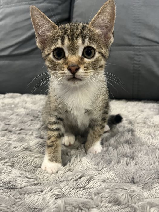 Віддамо кошенят в добрі руки.