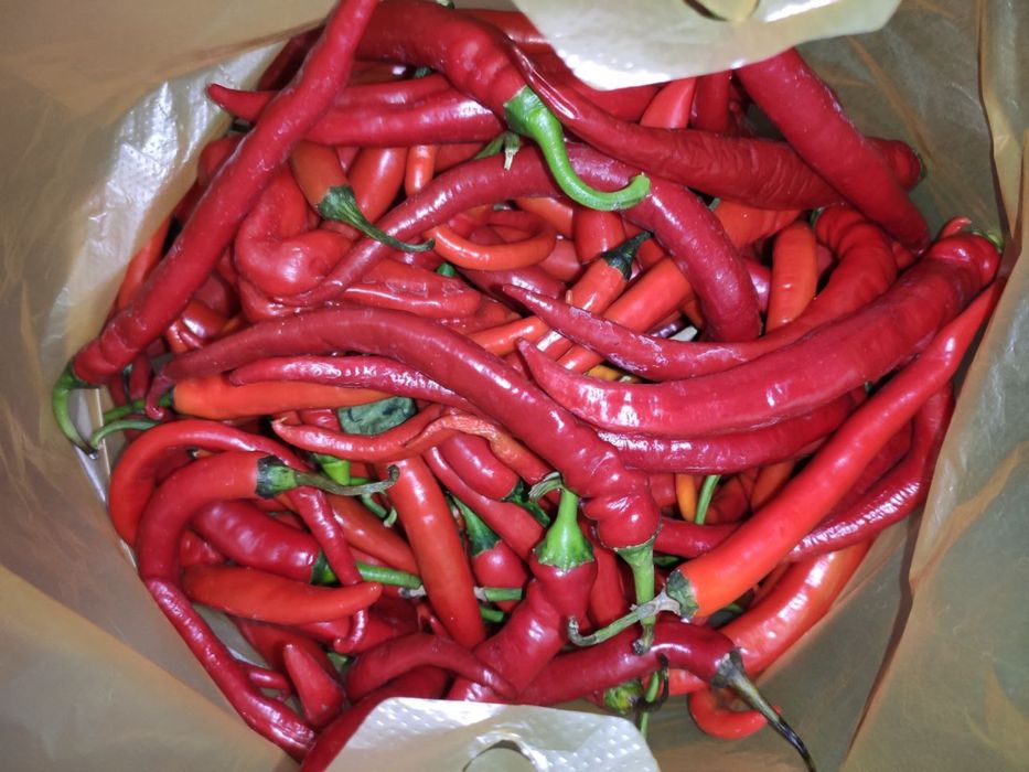 Продам домашній гострий перець (перчиця)