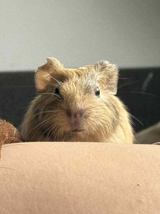 Świnki morskie do adopcji