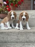 Szczeniak Beagle bicolor - suczka gotowa do odbioru