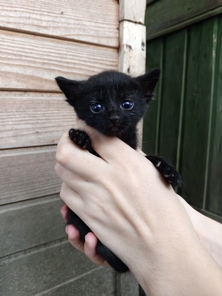 Віддам в добрі руки кошенят.