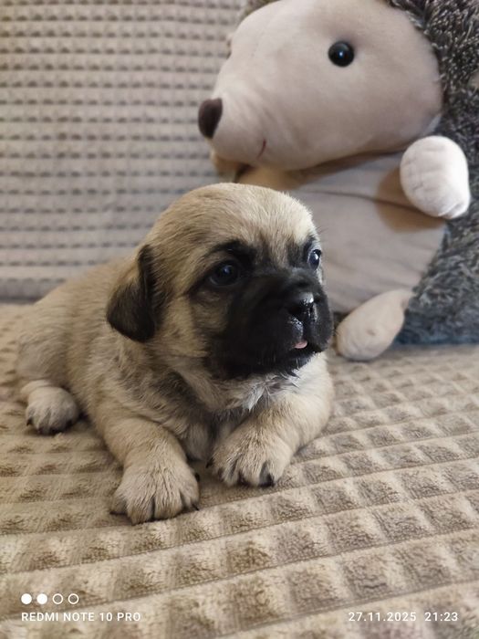 Віддам в добрі руки щеня дівчинку