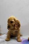 Suczka cocker spaniel