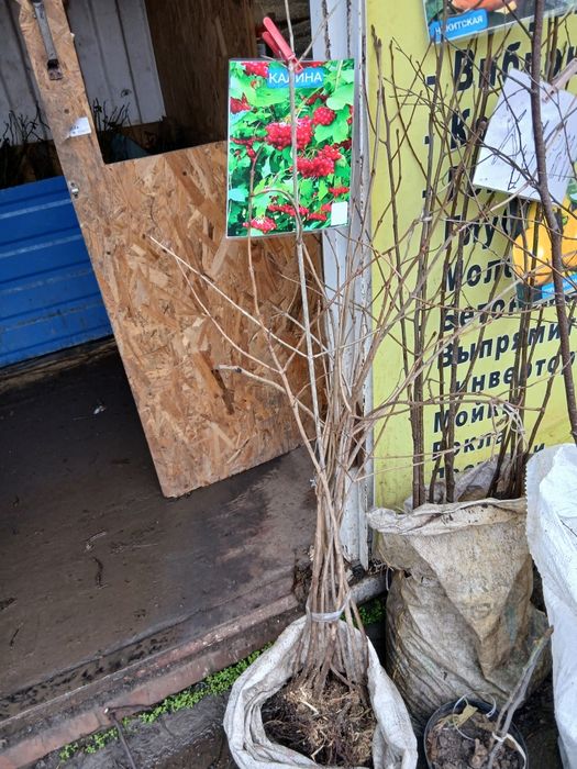 Калина/ліщина/кізіл/береза