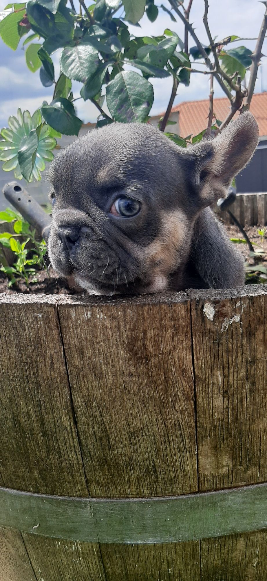 Bulldog Francês fêmea blue  tan