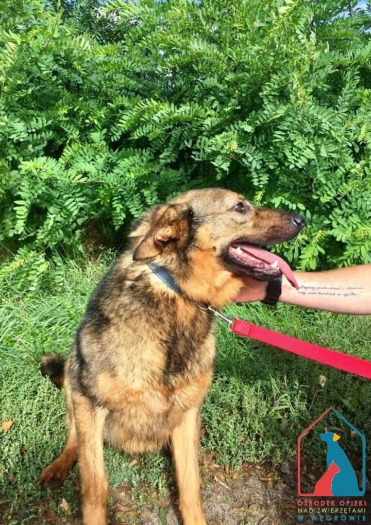 Bardzo miły fajny piesek Joker szuka domu! Adoptuj!
