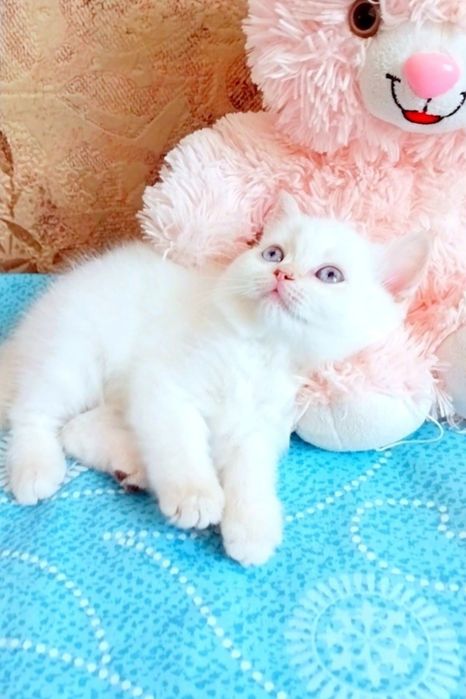 Скотіш страйт Неймовірна красуня дівчинка шиншилка