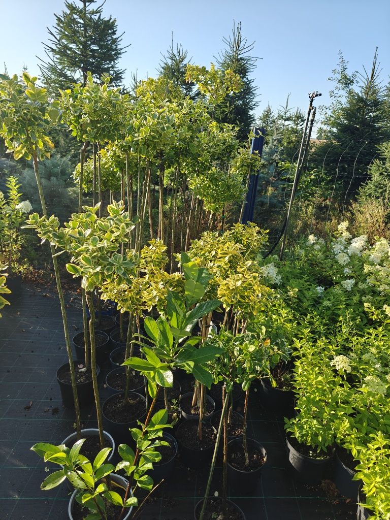 Hortensje bukietowe i na pniu