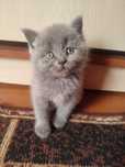 Британські кошенята