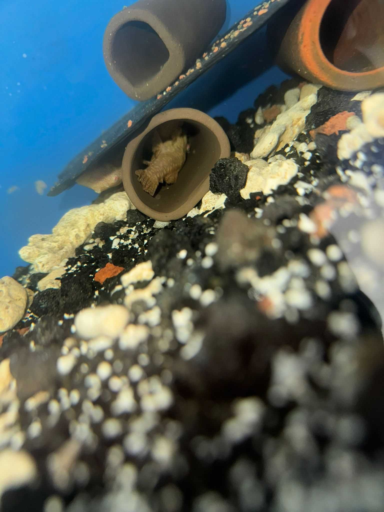 6 Ancistrus albinos