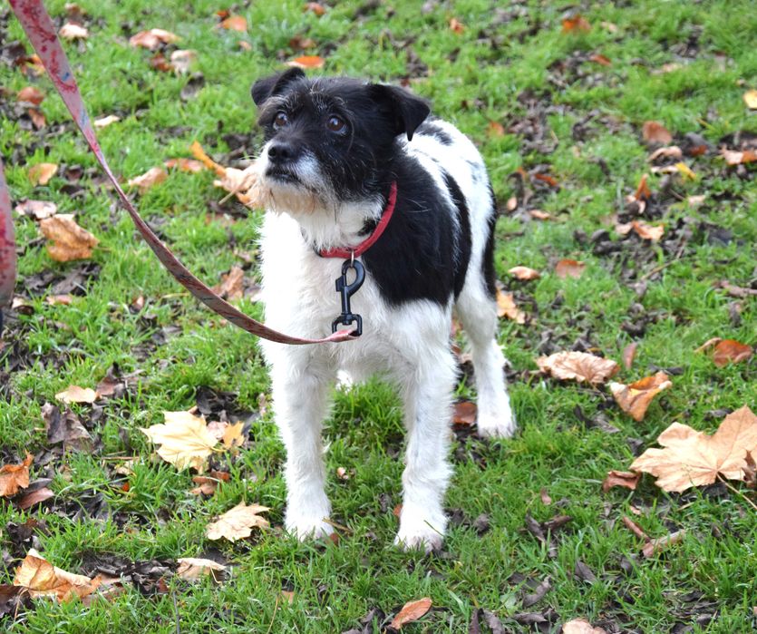 Delikatny, grzeczny, przekochany, śliczny, bezdomny piesek szuka domu