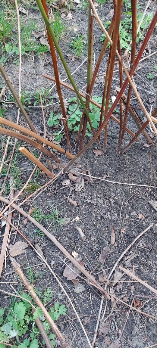 sadzonki maliny czerwonej sadzonka krzak maliny malina  duże owoce