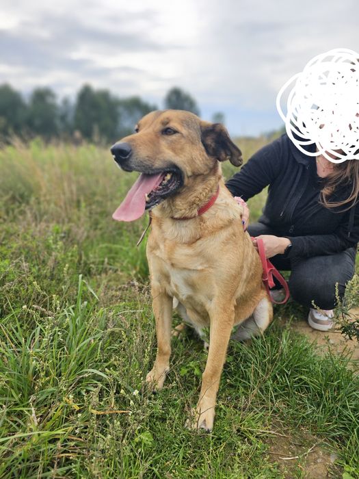 Proszę o dom dla psa Nemo