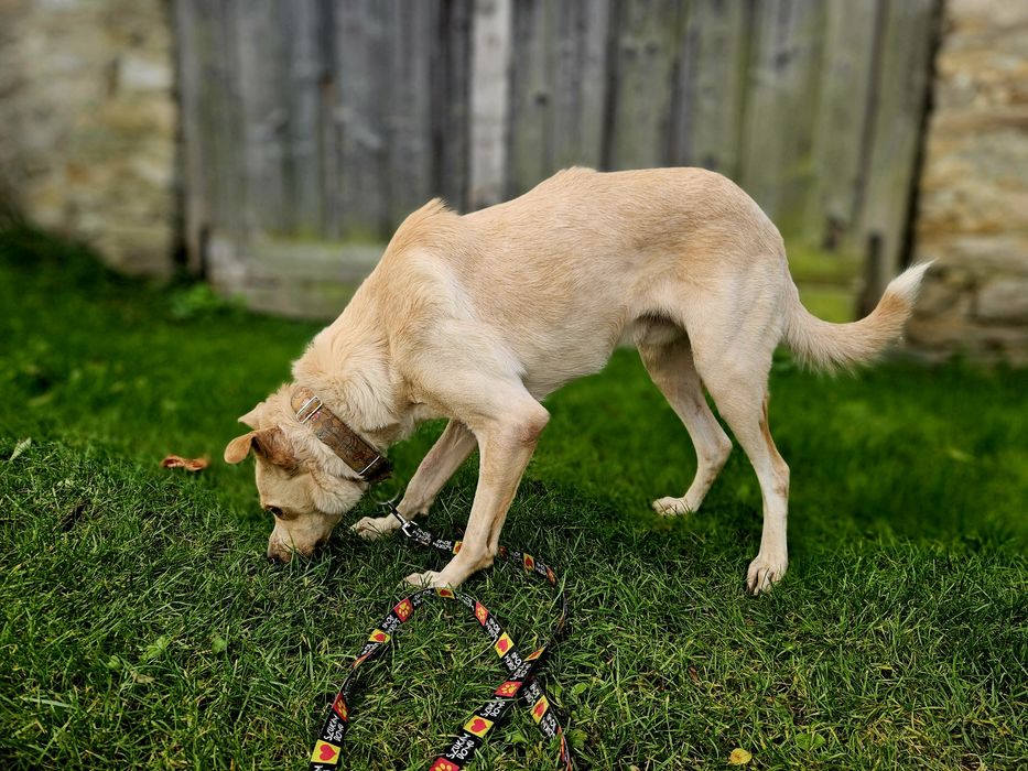 Brego z charakterem labradora szuka domu!