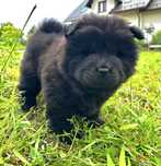Chow Chow piekna suczka !