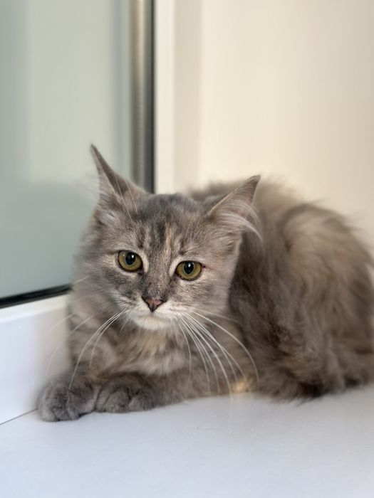 Кошеня (дівчинка, вік біля 4 міс)