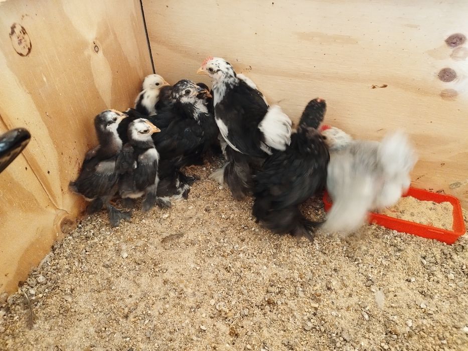Pekins.., lavanda, black mottled e black