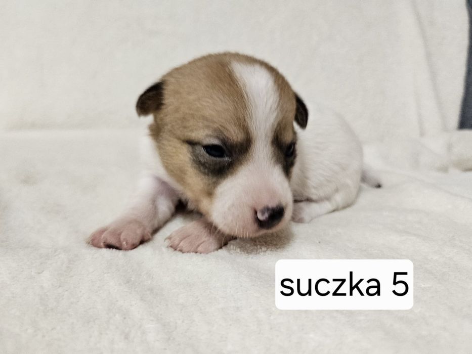 Suczka Jack Russell Terrier