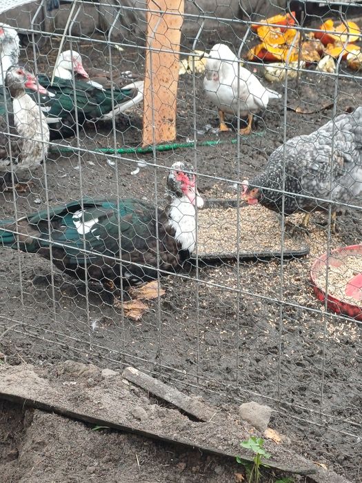 Sprzedam kaczora i kaczki