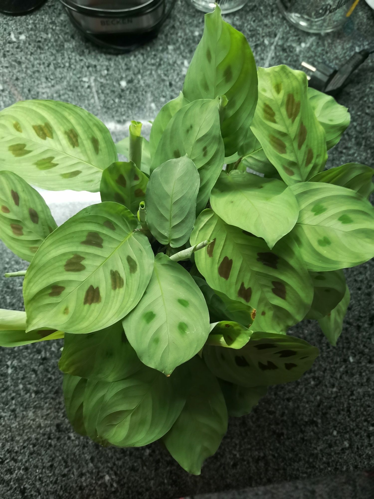 Planta viçosa, conforme fotos