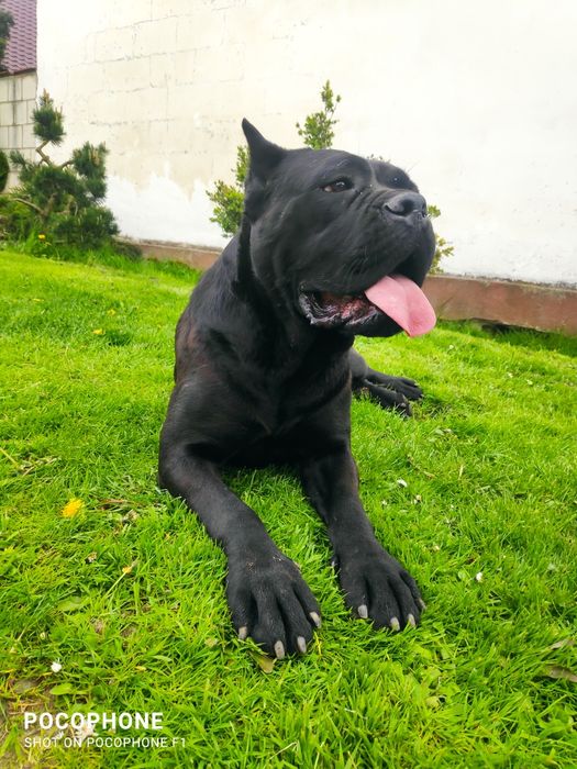Cane Corso suczka hodowlana FCI ze wschodu