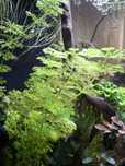Limnophila sessiliflora.
